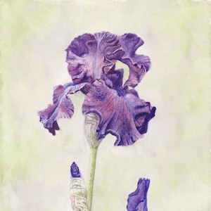 Iris Original watercolor