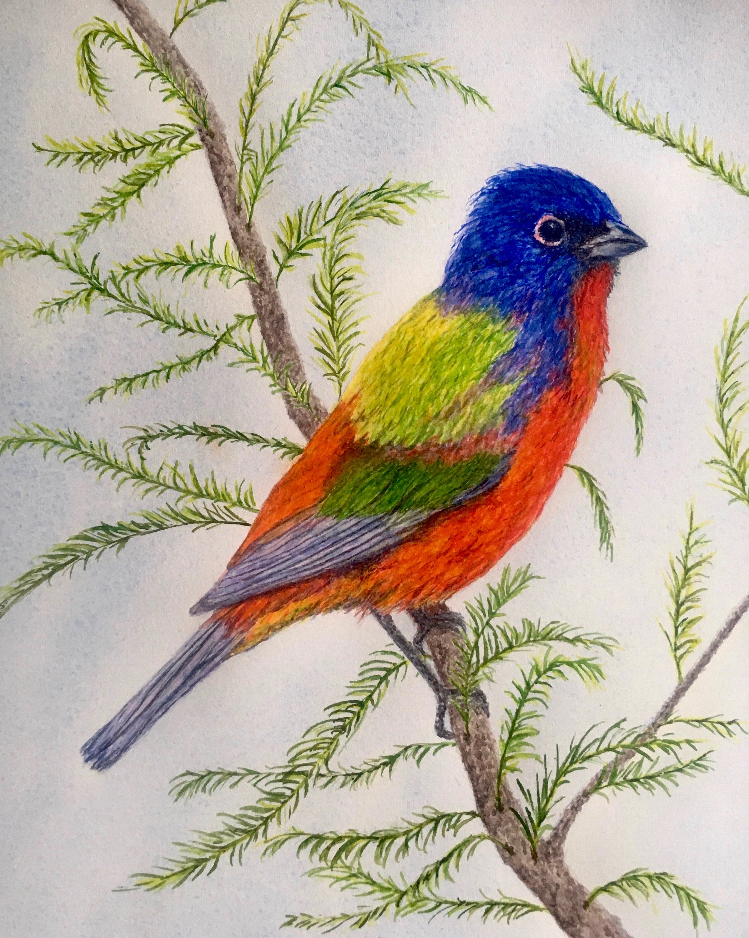 Painted Bunting Watercolor Print Etsy