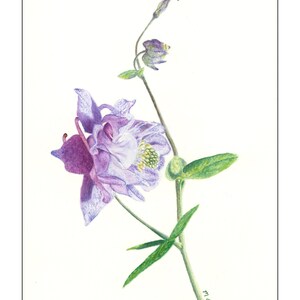 Purple Columbine, Original watercolor painting