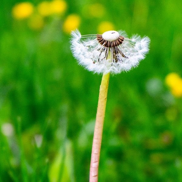 Pusteblume