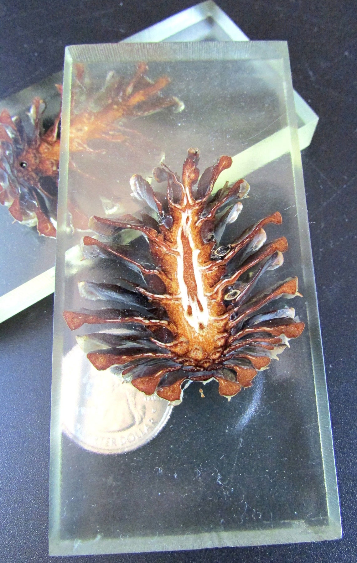Beautiful Stabilized Pine Cone Halves set in Clear Resin Etsy