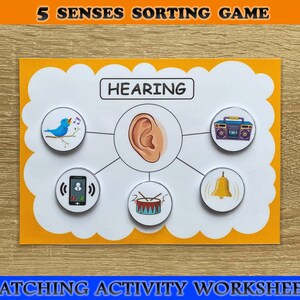 Five Senses Sorting Activity Printable, 5 Senses Sorting, Homeschool ...