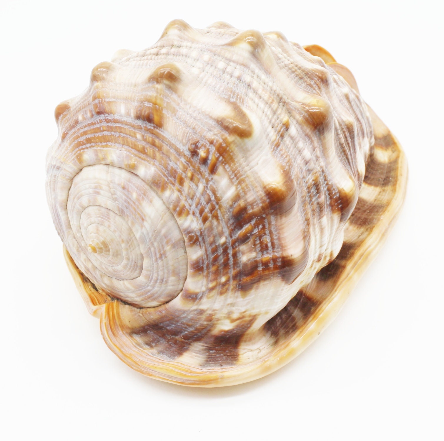 Coquillage Grande Bouche de Taureau