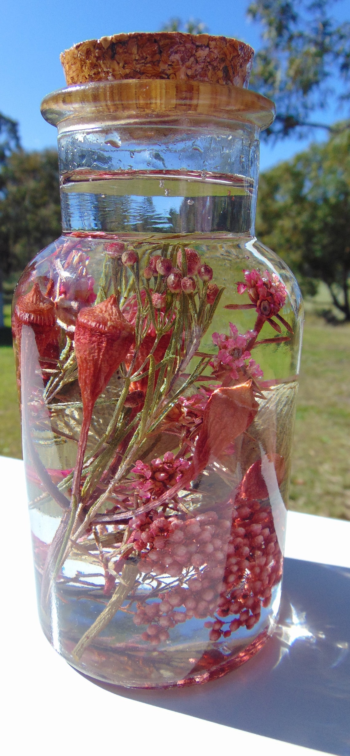 Dried Australian Native Flowerd Dried Australian Wild Etsy