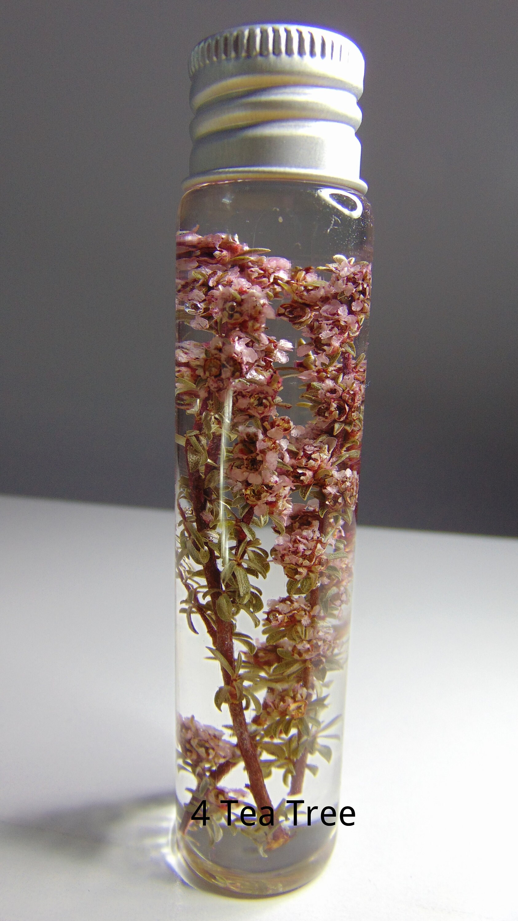 Dried Australian Native Flowers, Dried Australian Wild Flowers