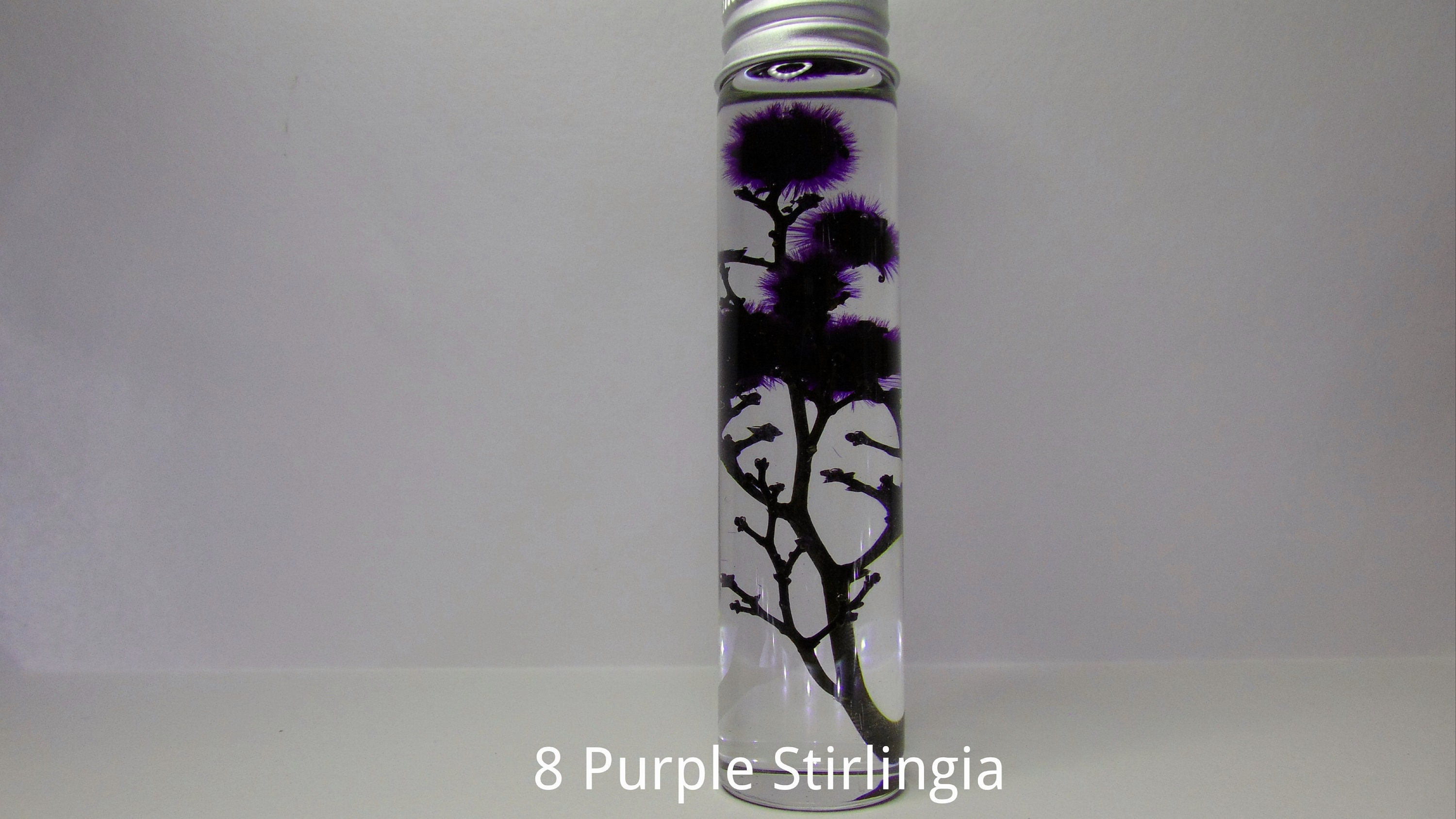 Dried Australian Native Flowers, Dried Australian Wild Flowers