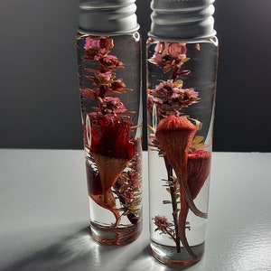 Set of 2. Dried Australian Native Flowers, Dried Australian Wild Flowers. Preserved flowers. Herbarium. Flower in Bottle. Dried Flowers.