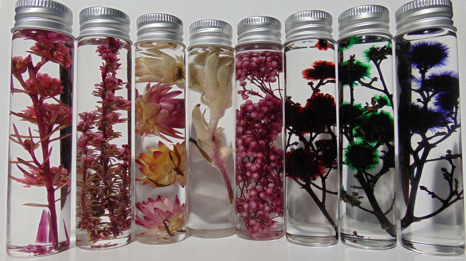 Dried Australian Native Flowers, Dried Australian Wild Flowers
