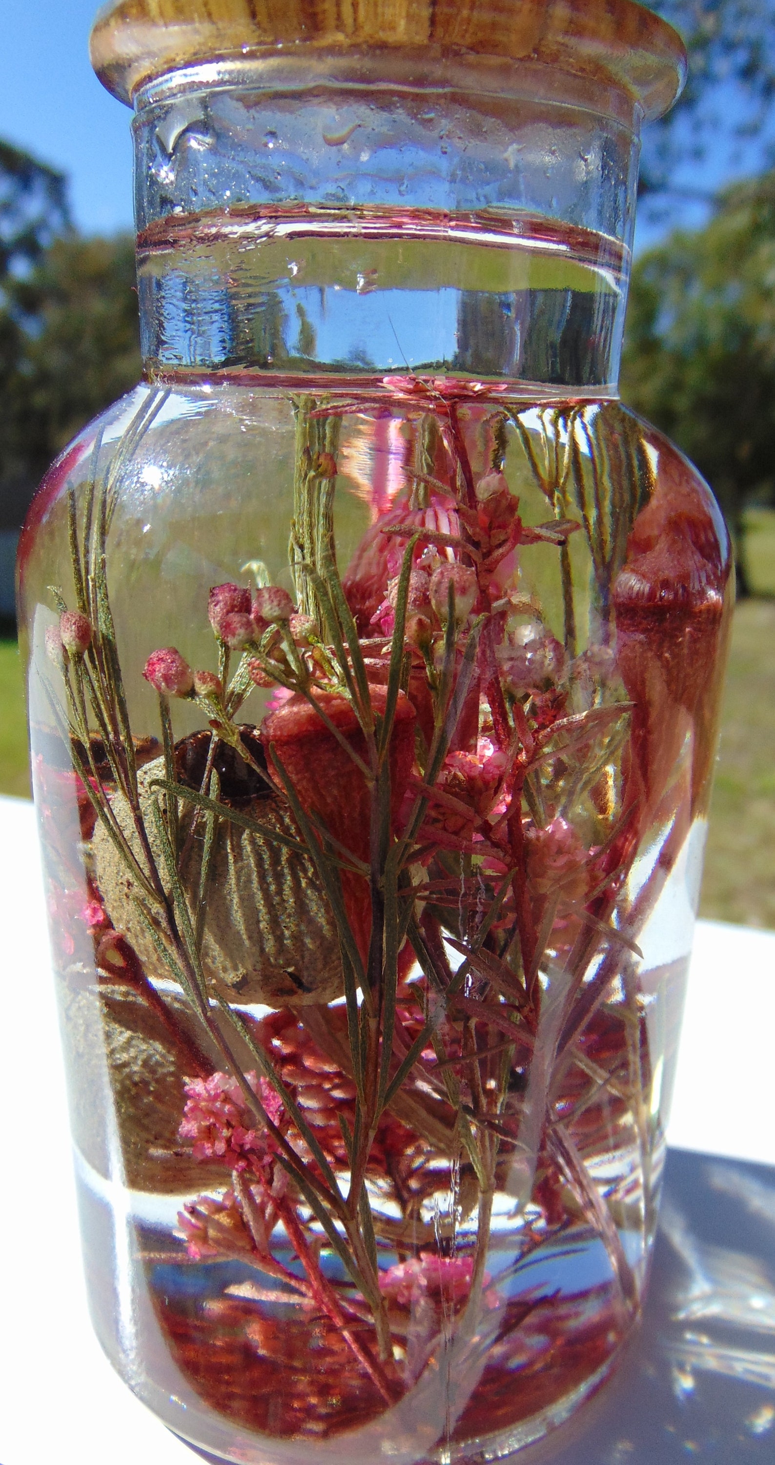 Dried Australian Native Flowerd Dried Australian Wild Etsy