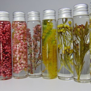Dried Australian Native Flowers, Dried Australian Wild Flowers. Preserved flowers. Herbarium. Flower in Bottle. Dried Flowers.