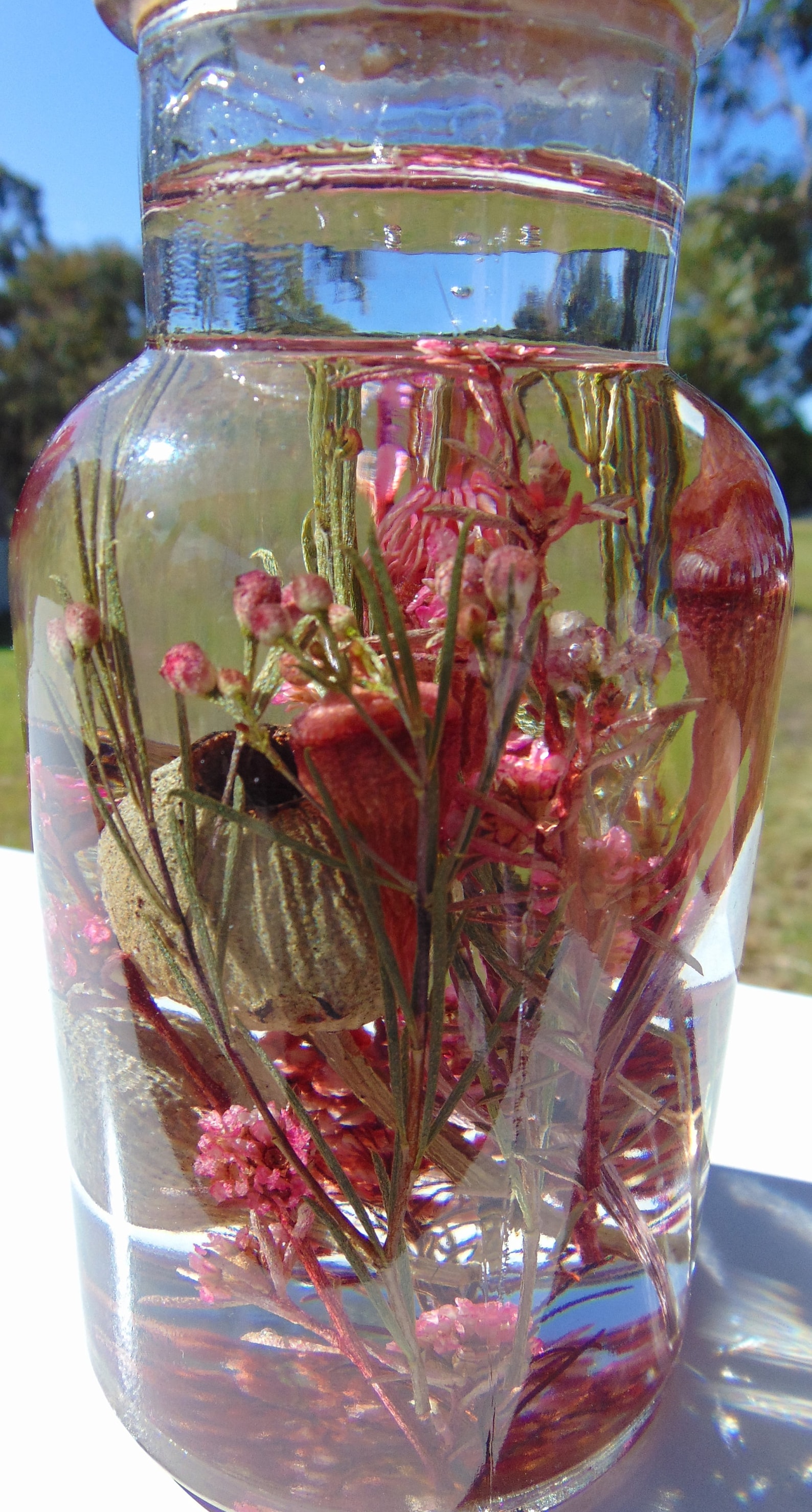 Dried Australian Native Flowerd Dried Australian Wild Etsy