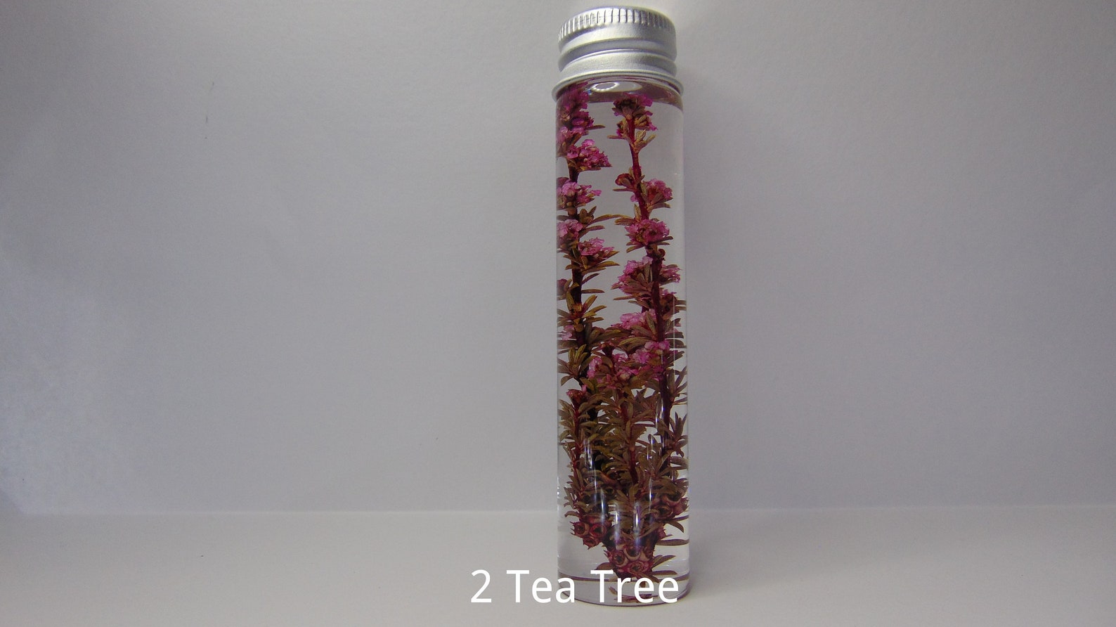 Dried Australian Native Flowers, Dried Australian Wild Flowers