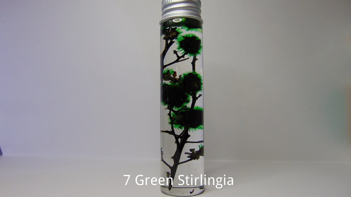 Dried Australian Native Flowers, Dried Australian Wild Flowers