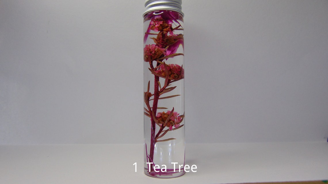 Dried Australian Native Flowers, Dried Australian Wild Flowers