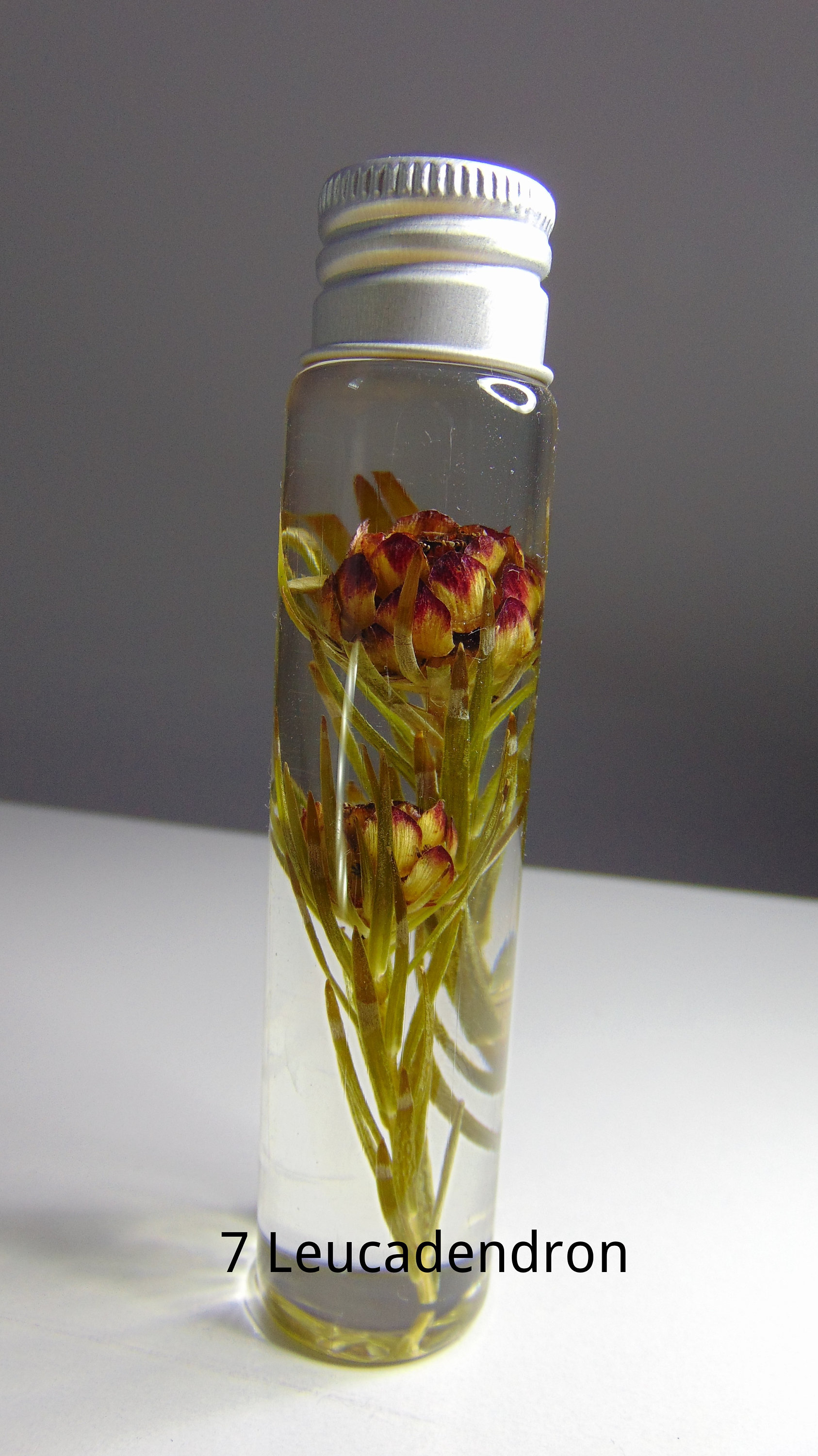 Dried Australian Native Flowers, Dried Australian Wild Flowers
