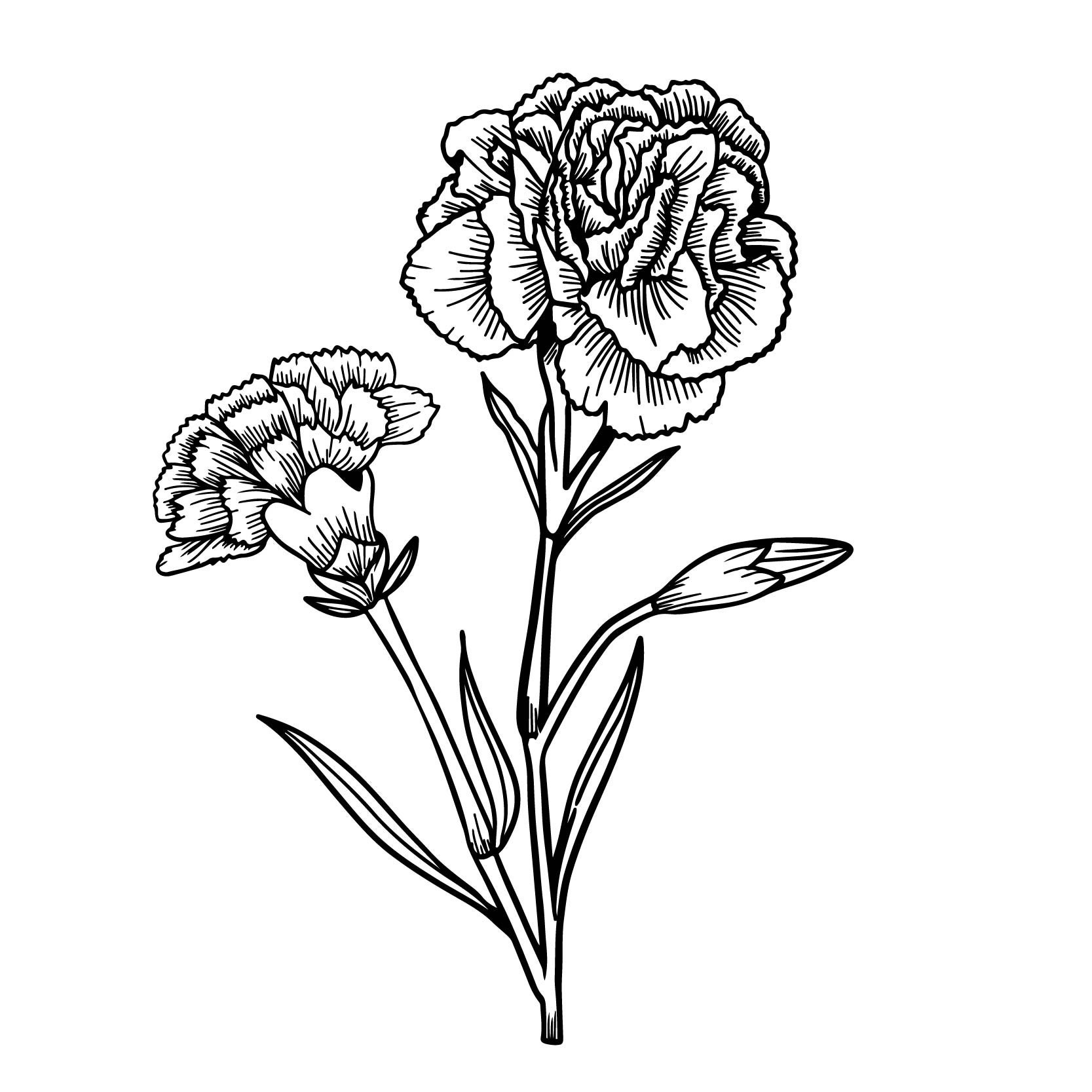 Carnation Flower Svgcarnations Svgcarnation Hand Etsy