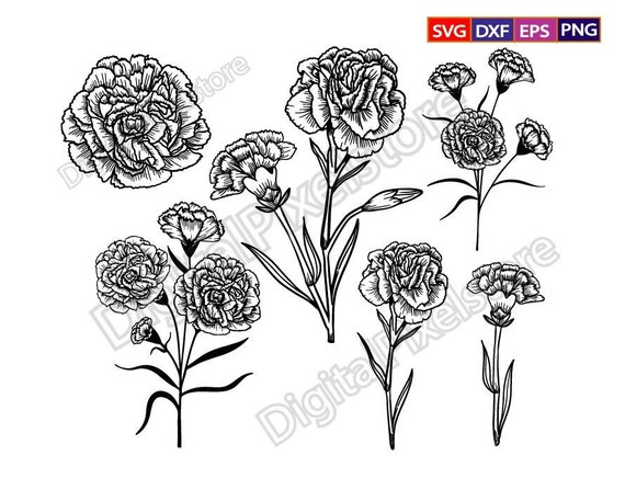 Carnation Flower Svg,carnations Svg,carnation Hand Drawn,carnation