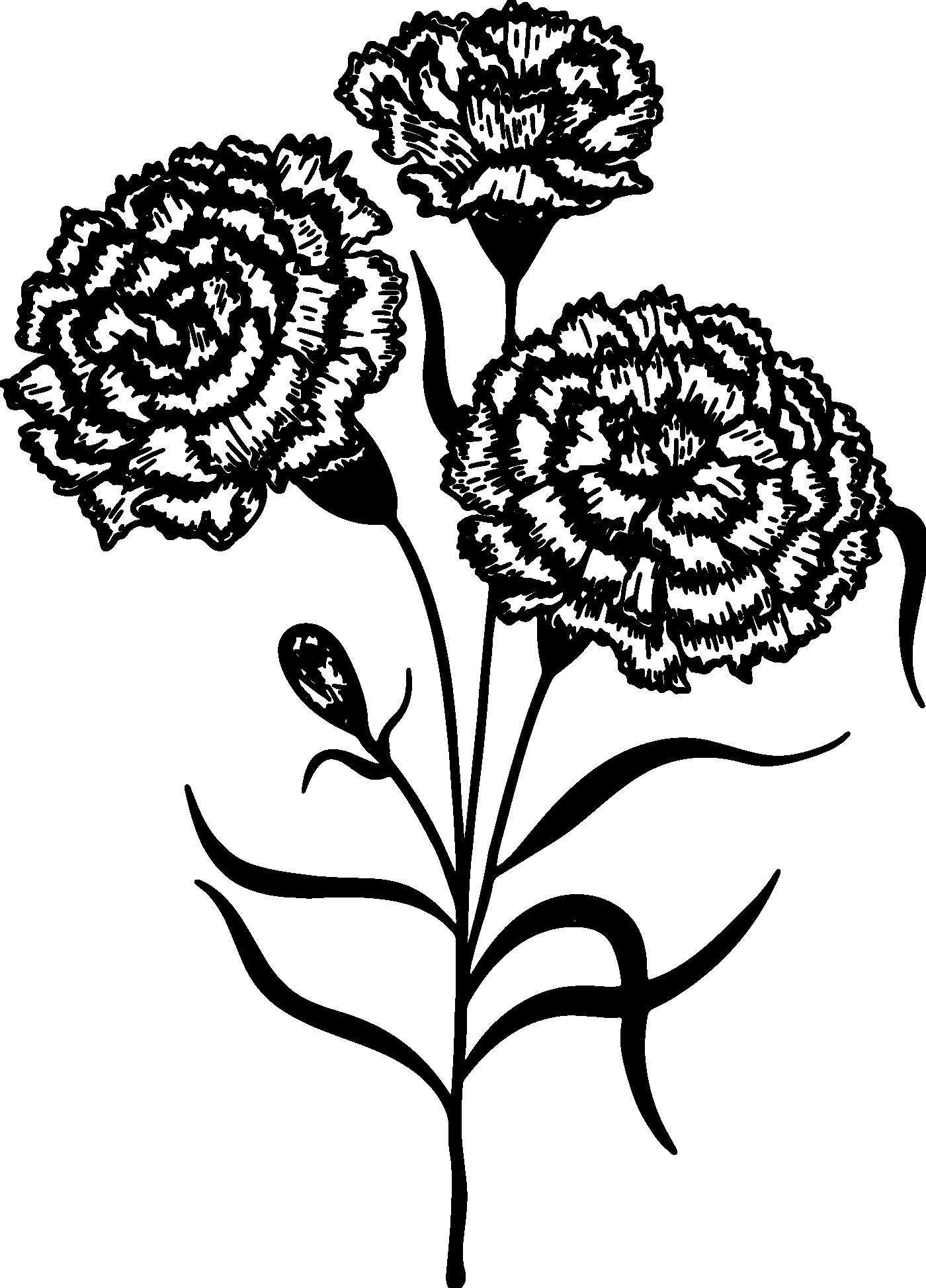 Carnation Flower SVG Flower SVG Flower Clipart Flower Files | Etsy