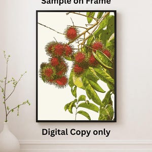 Arte Digital Rambutan