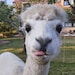 3Alpacas store logo