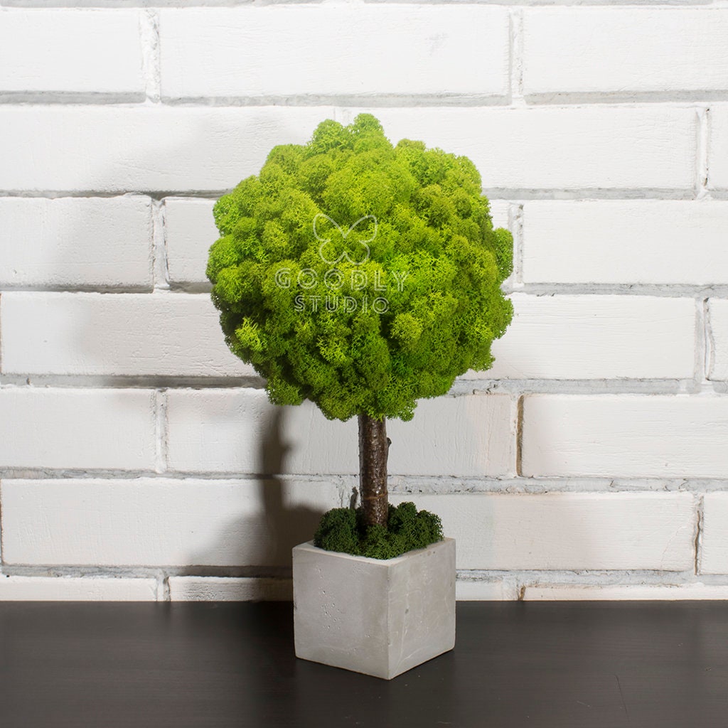 Moss Tree Real Green Preserved Moss Moss Art Concrete Etsy