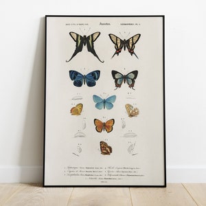Colorful Butterfly Poster Fauna and Flora, Wall Art, Insect Art, Insect Decor, Natural Printable Art Green, Nature Poster, Animal Print