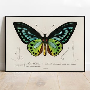 Green Birdwing (Ornithoptera priamus) Butterfly Poster, Fauna and Flora, Wall Art, Insect Art, Vintage Nature Poster, Lepidopterology