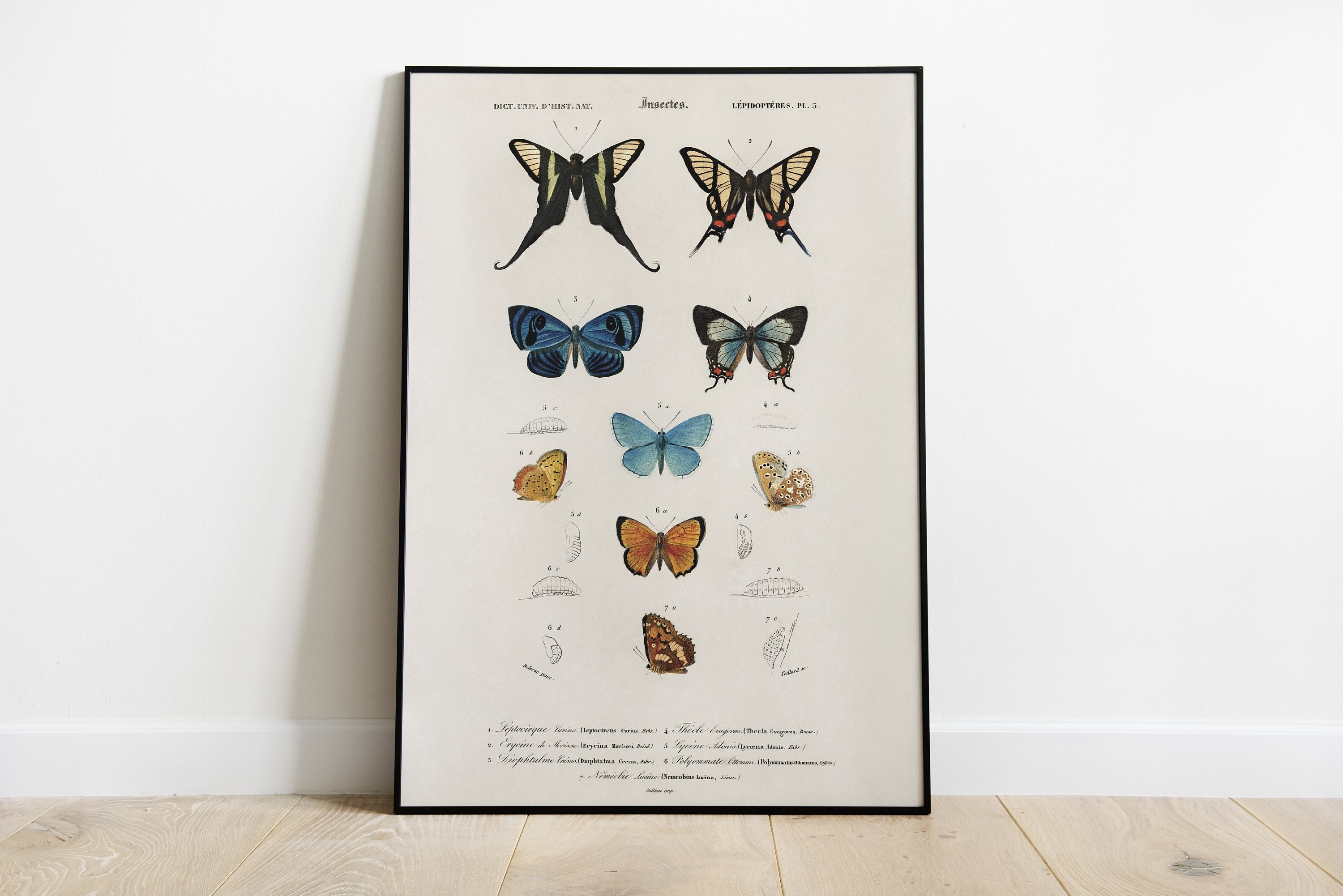 Colorful Butterfly Vintage Poster, Insect Art Print (digital Download ...