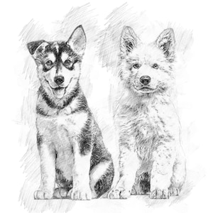 Peut inclure: Un chiot husky noir et blanc et un chiot berger blanc assis côte à côte. Les deux chiots regardent la caméra.