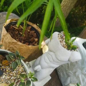 Puede incluir: Tres plantas en macetas en diferentes contenedores. Una planta verde en una maceta de papel marrón, una pequeña suculenta en una maceta blanca con forma de torso humano y una pequeña planta verde en una maceta gris con piedras blancas.