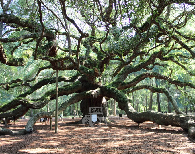 The Angel Oak Tree Johns Island SC available in Black and Whitedigital