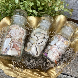 May include: Three glass jars filled with various seashells. The jars have cork tops and are sitting in a gold-colored seashell-shaped bowl. The bowl is on a wooden surface.
