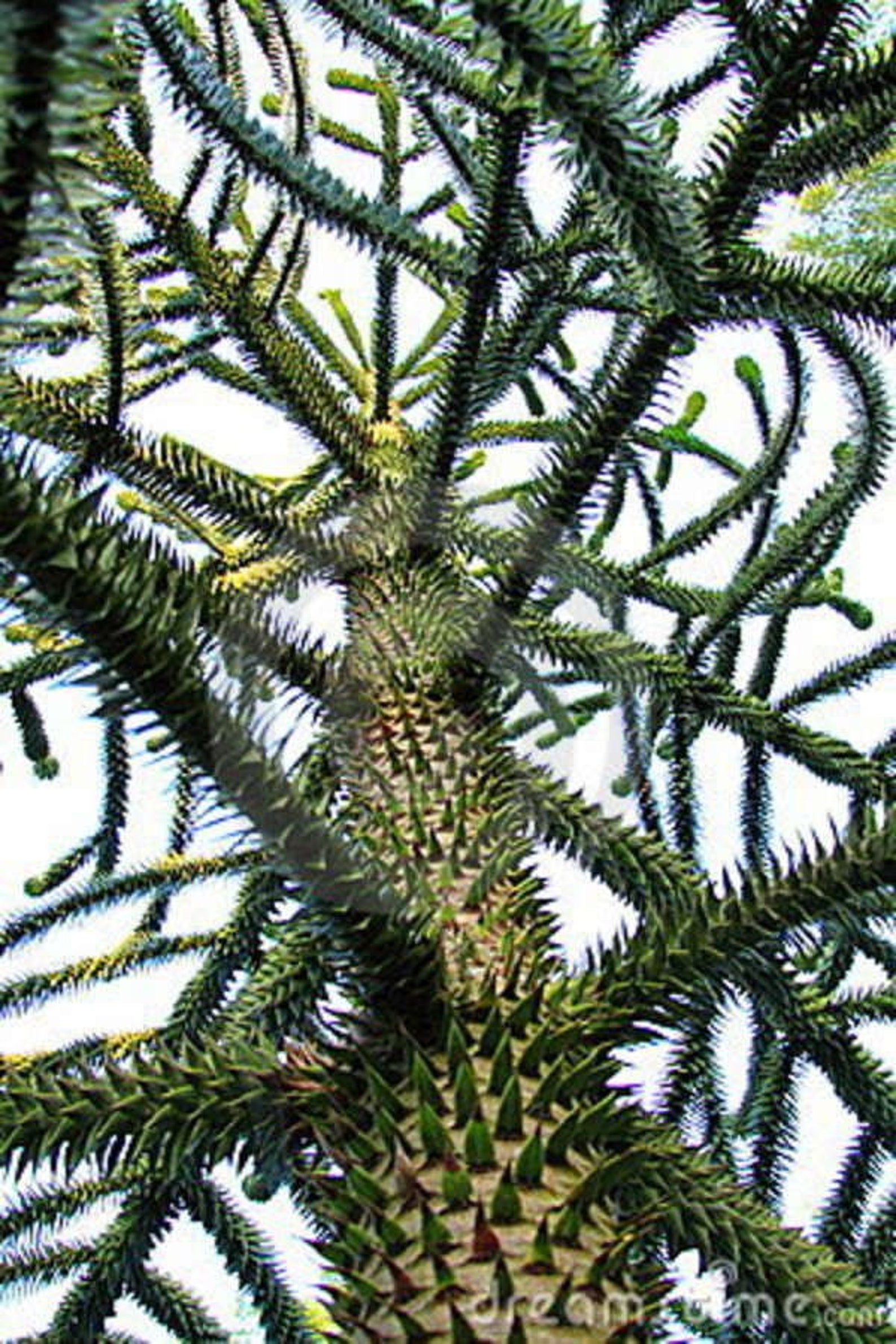 History Of Monkey Puzzle Tree at James Marion blog