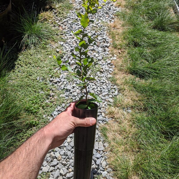 Cork Oak Tree