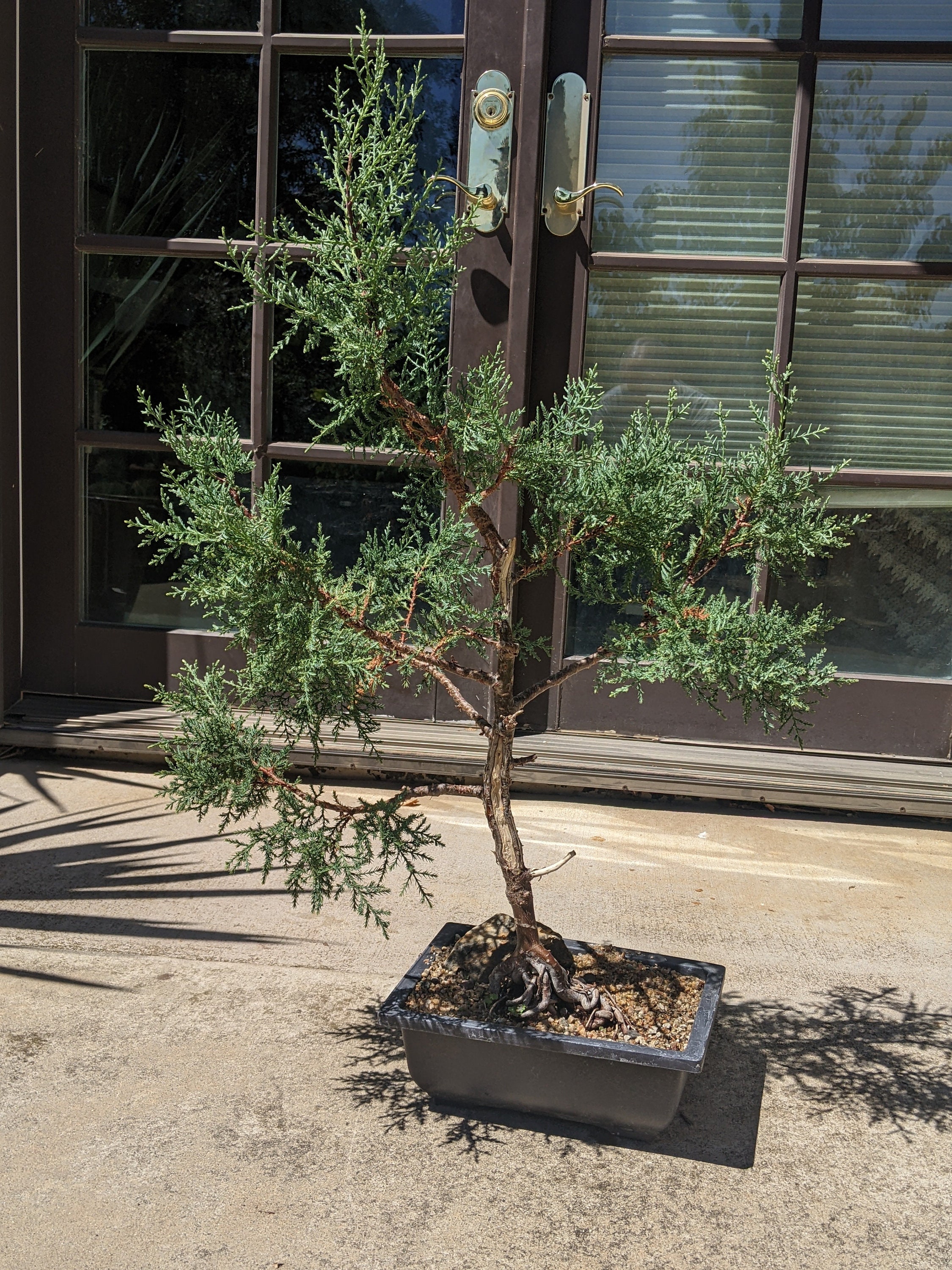 Free Shipping Worldwide Evergreen, Bonsai, Topiary Monterey Cypress