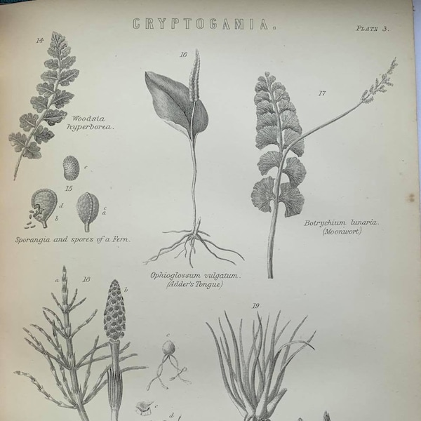 Original 100 Year Old Black and White Plate 'Cryptogamia Plate 3' from The National Encyclopedia 1920