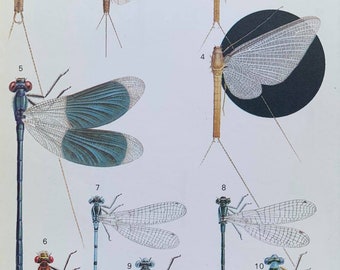 Mayflies and Damsel Flies Original Vintage Double Sided Print From 'A Field Guide To The Insects Of Britain And Northern Europe' 1973