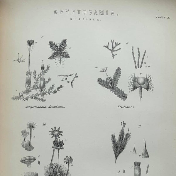 Original 100 Year Old Black and White Plate 'Cryptogamia Plate 2' from The National Encyclopedia 1920