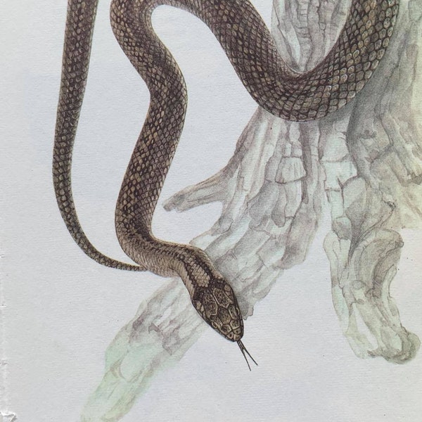 Smooth Snake Original Vintage Print From 'A Colour Guide To Familiar Amphibians And Reptiles' 1979