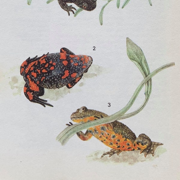 Fire Bellied Toad And Yellow Bellied Toad Original Vintage Print From 'A Colour Guide To Familiar Amphibians And Reptiles' 1979