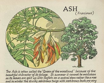 Ash (Fraxinus) and Sycamore (Acer), Original Vintage Double Sided Print From 'How To Recognise The Trees Of The Countryside' 1954