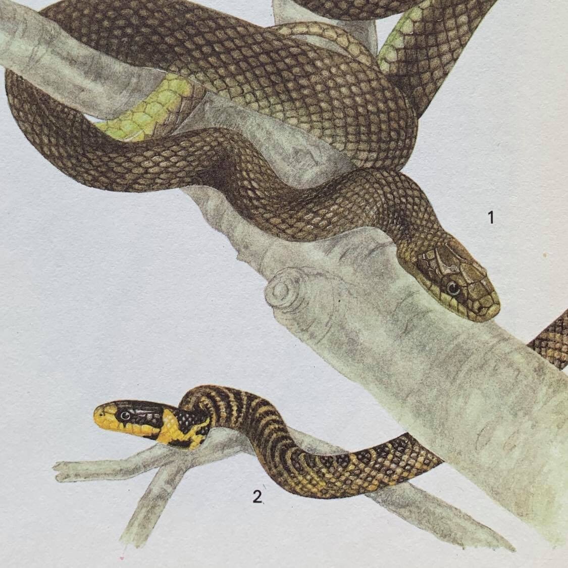 洋書 Australian Snakes: A Natural History Australian Snakes: A Natural History: Shine, Richard