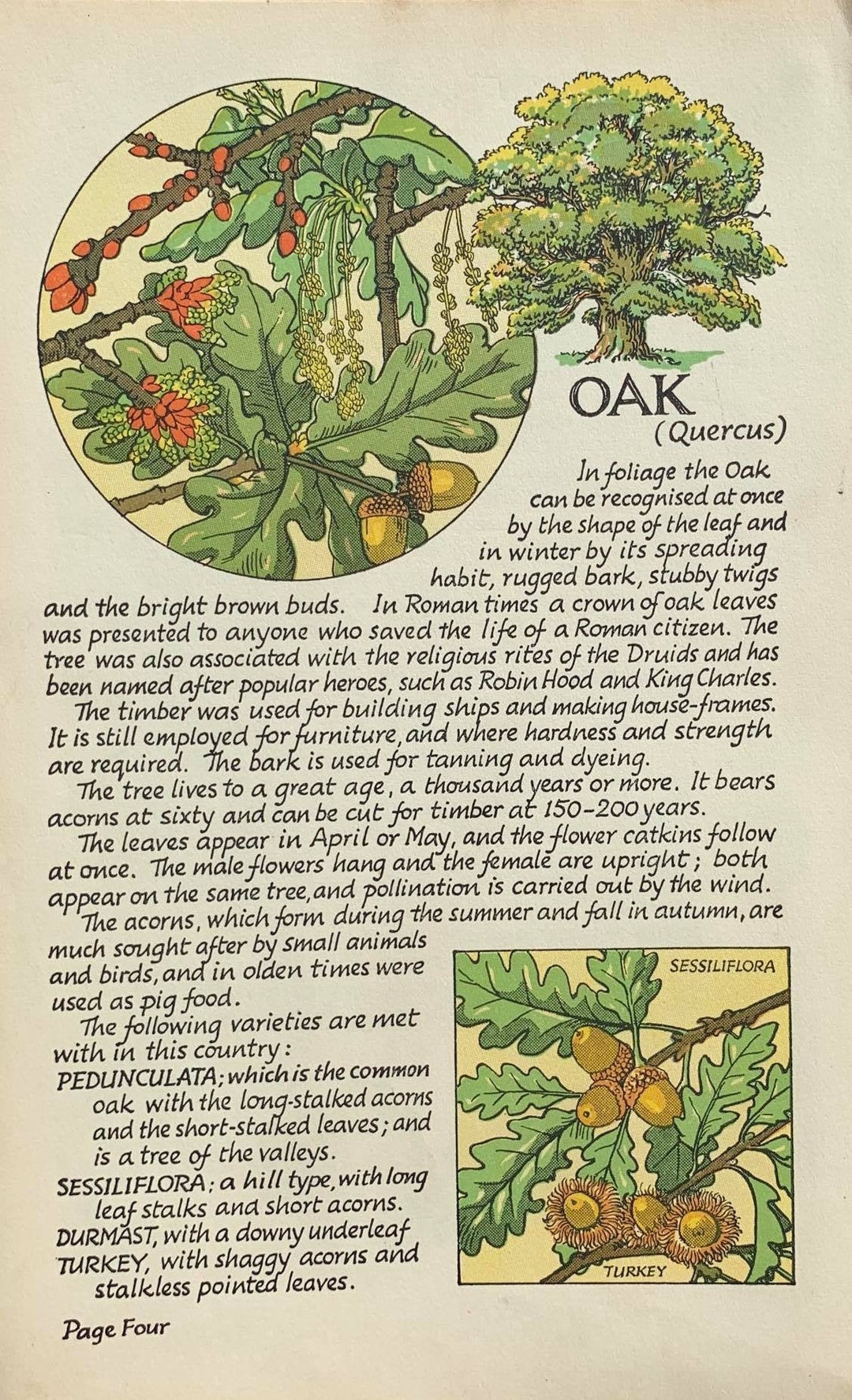 Oak quercus, Original Vintage Print From 'how to Recognise the Trees of