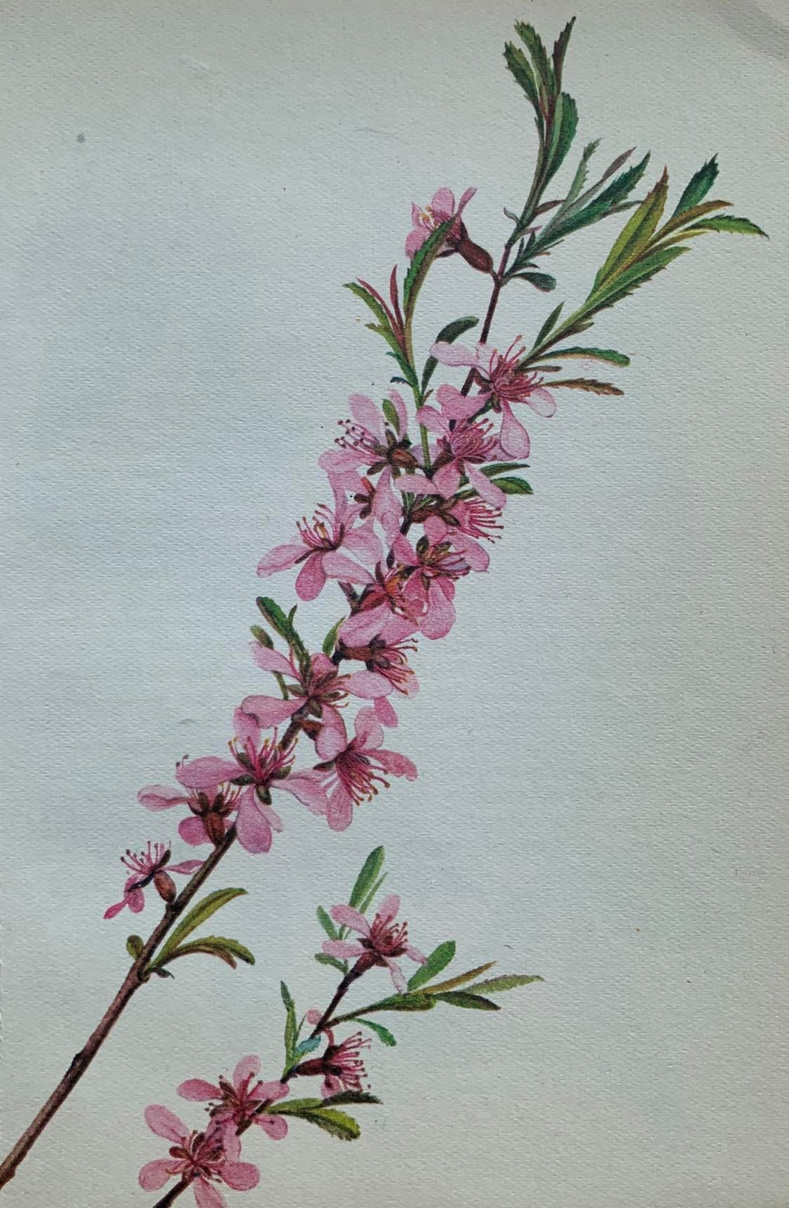 Image of Pink flowering almond sprig with leaves