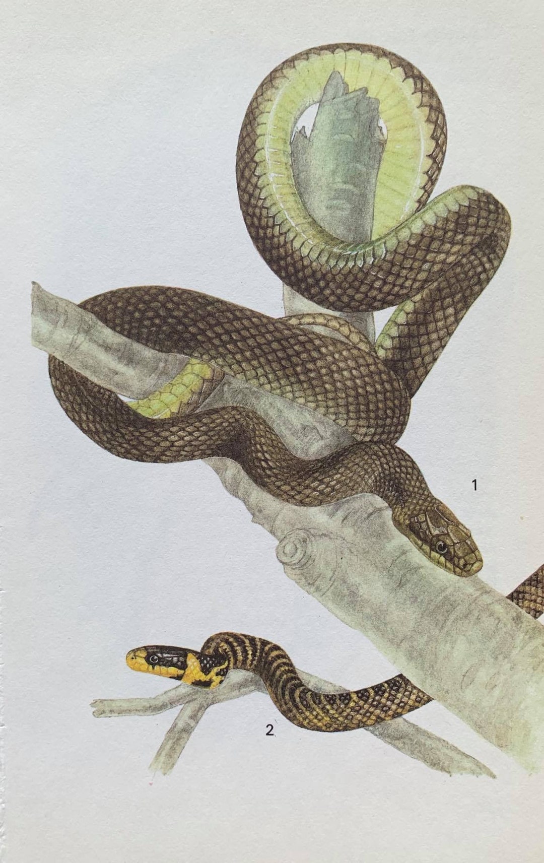 Australian Snakes Natural History by Richard Shine - AbeBooks