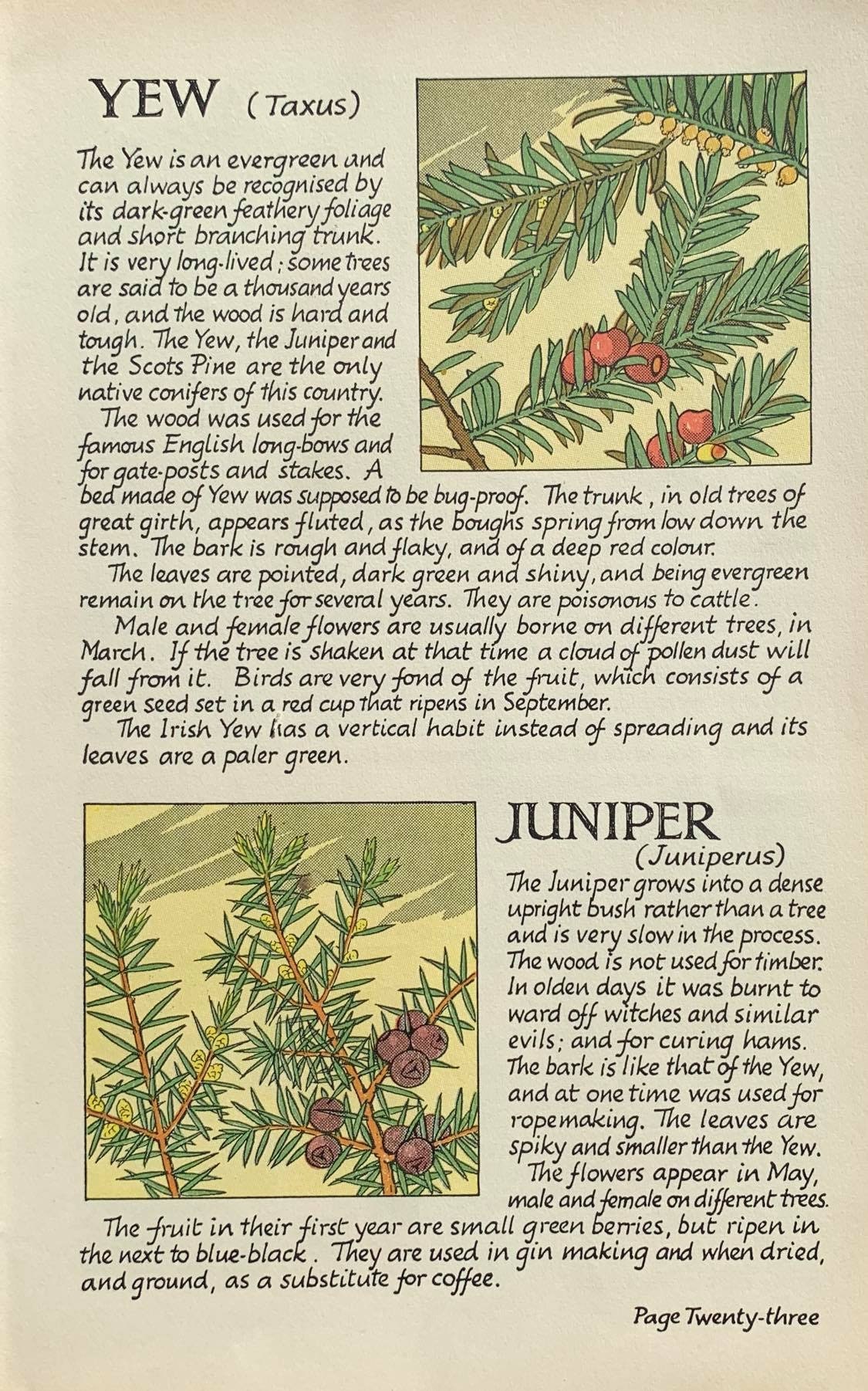 Yew Juniper Holly and Box Original Vintage Double Sided Etsy