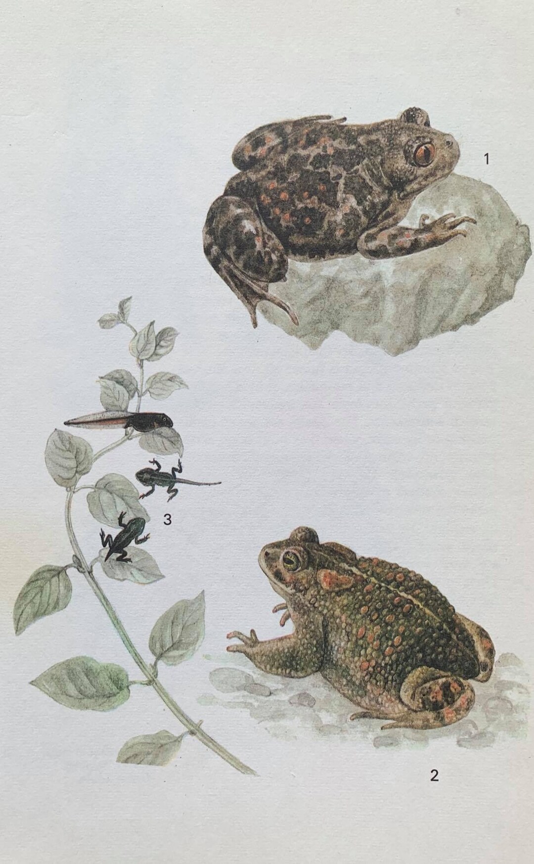 Eastern Spadefoot and Natterjack Toad Original Vintage Print From 'A ...