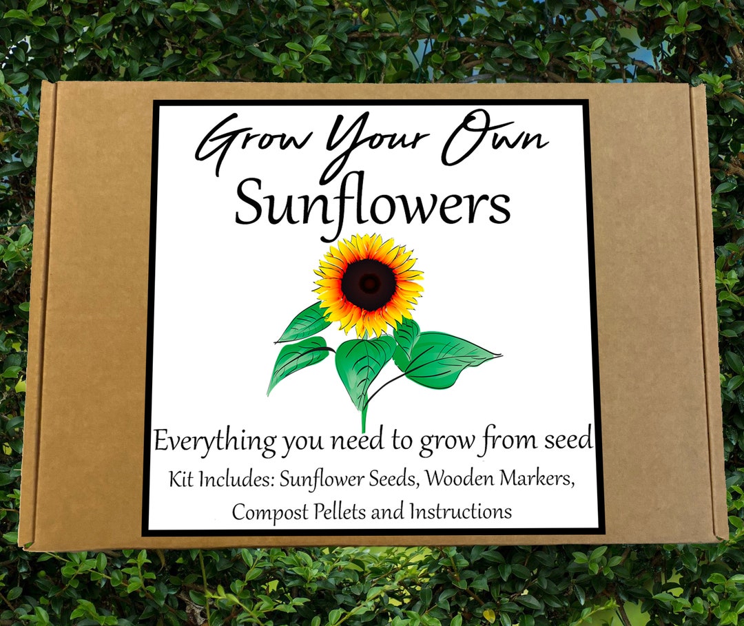 Sunflower Seed Kit Grow Your Own Flowers Allotment Gardening Kids