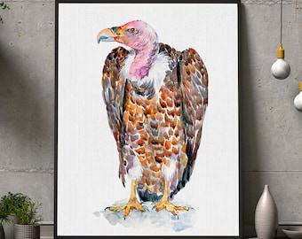 エジプトハゲワシ、旧世界ハゲワシ、シロハゲワシの水彩画プリント