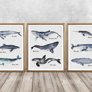 Impresión de vivero de ballenas, Conjunto de 3 grabados, Tipos de arte de ballenas, Cartel educativo, Especies de ballenas, Decoración de pared de dormitorio para niños, impresión de baño